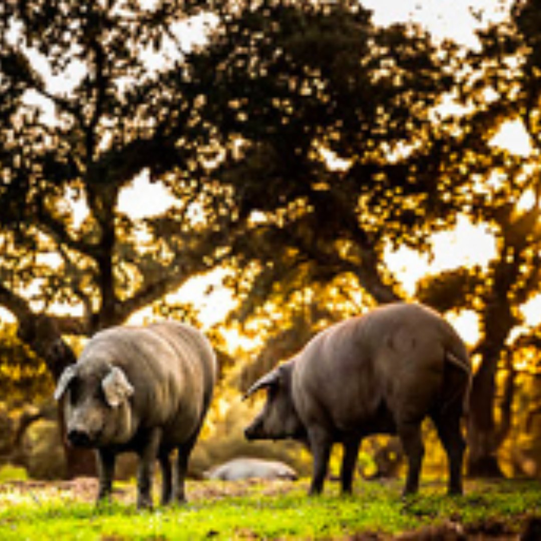 Productos Ibéricos de las dehesas del Parque Natural Sierra Norte de Sevilla