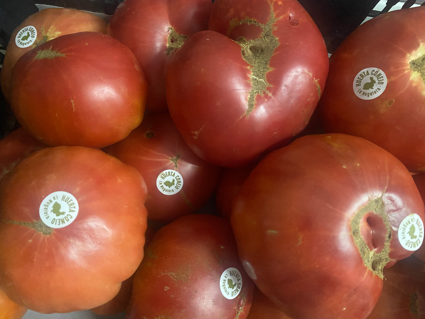 Tomate ecológico gordo