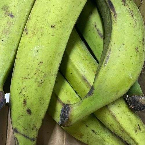 Platano Macho